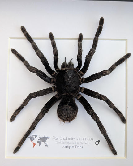 Pamphobeteus antinous, bolivian blue leg bird eater, steely blue leg, taxidermy tarantula, giant tarantula from peru, frame 10" x 10",