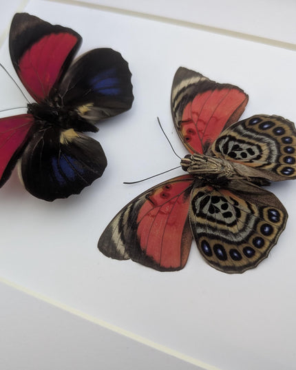 Framed Red Agrias Claudina Butterfly Display, Entomology Gift
