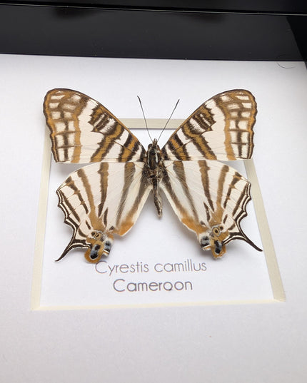 Cyrestis camillus, african map butterfly from cameroon, taxidermy butterfly, frame 4"x4"