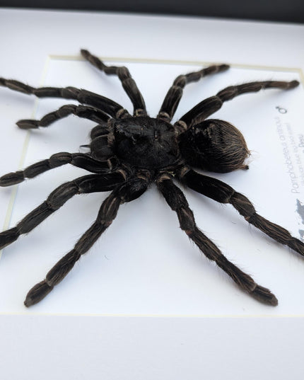 Pamphobeteus antinous, bolivian blue leg bird eater, steely blue leg, taxidermy tarantula, giant tarantula from peru, frame 10" x 10",