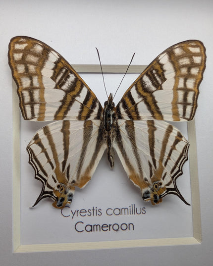 Cyrestis camillus, african map butterfly from cameroon, taxidermy butterfly, frame 4"x4"