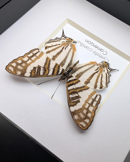 Cyrestis camillus, african map butterfly from cameroon, taxidermy butterfly, frame 4"x4"
