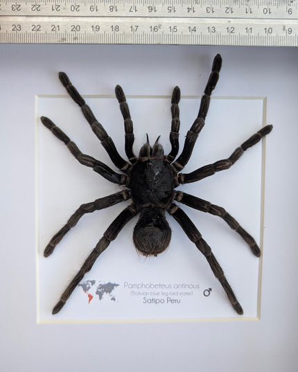 Pamphobeteus antinous, bolivian blue leg bird eater, steely blue leg, taxidermy tarantula, giant tarantula from peru, frame 10" x 10",