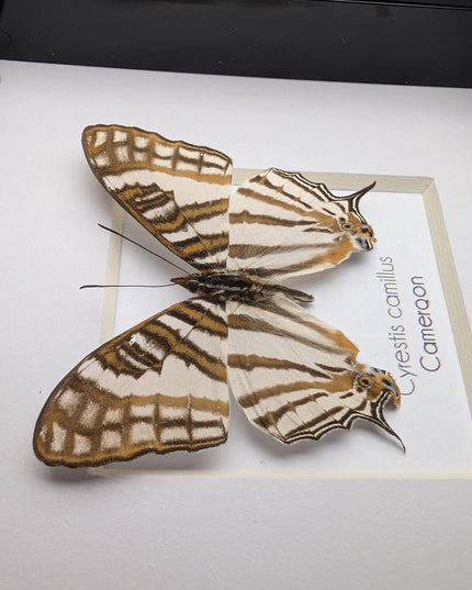 Cyrestis camillus, african map butterfly from cameroon, taxidermy butterfly, frame 4"x4"