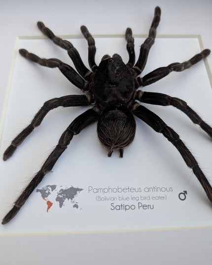 Pamphobeteus antinous, bolivian blue leg bird eater, steely blue leg, taxidermy tarantula, giant tarantula from peru, frame 10" x 10",