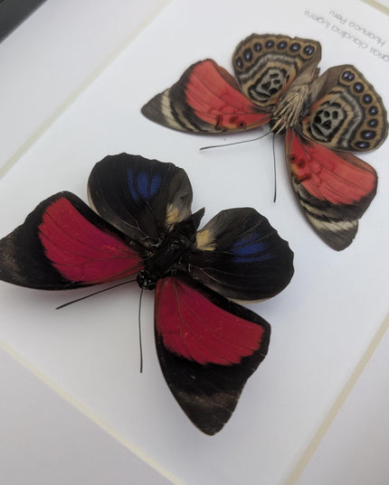 Framed Red Agrias Claudina Butterfly Display, Entomology Gift