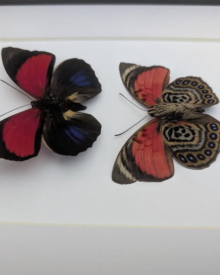 Framed Red Agrias Claudina Butterfly Display, Entomology Gift