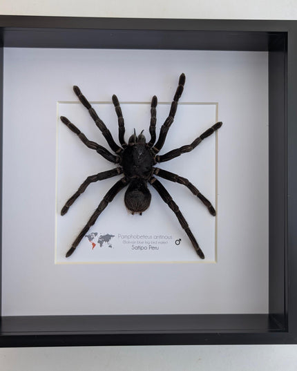 Pamphobeteus antinous, bolivian blue leg bird eater, steely blue leg, taxidermy tarantula, giant tarantula from peru, frame 10" x 10",