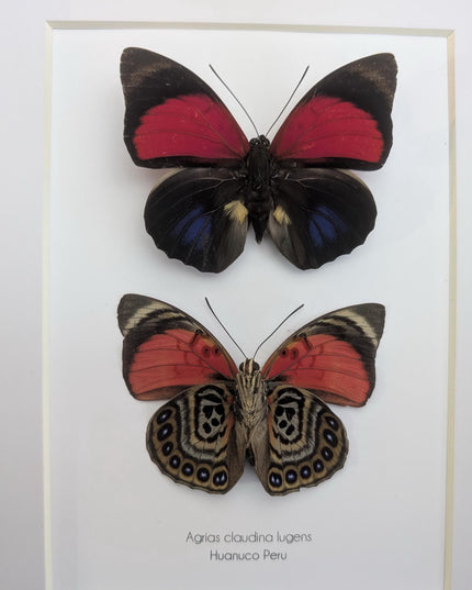 Framed Red Agrias Claudina Butterfly Display, Entomology Gift