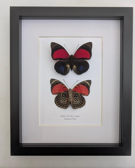 Framed Red Agrias Claudina Butterfly Display, Entomology Gift