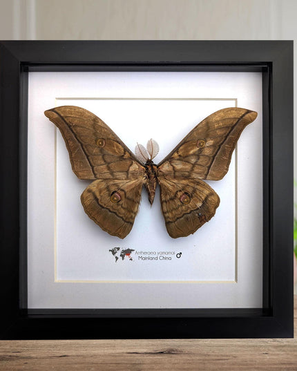 Real framed giant japanese silk moth: ethically sourced entomology art