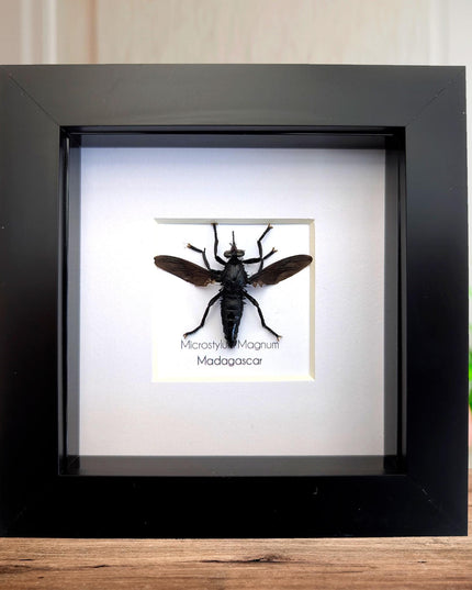 Framed giant robber fly taxidermy: madagascar insect display (4x4)