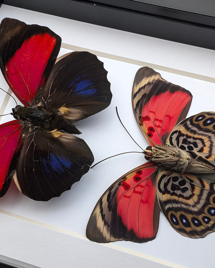 Framed Red Agrias Claudina Butterfly Display, Entomology Gift