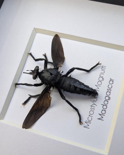 Framed giant robber fly taxidermy: madagascar insect display (4x4)