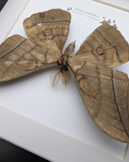 Real framed giant japanese silk moth: ethically sourced entomology art