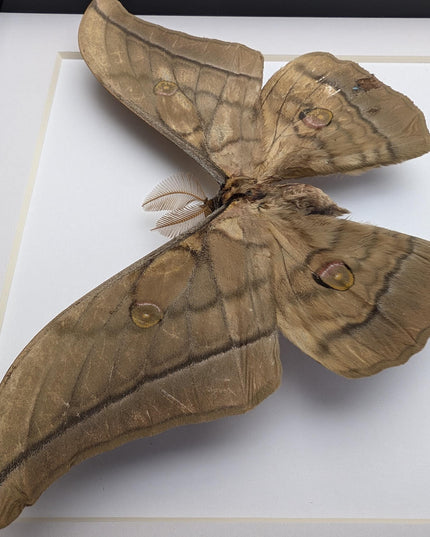 Real framed giant japanese silk moth: ethically sourced entomology art