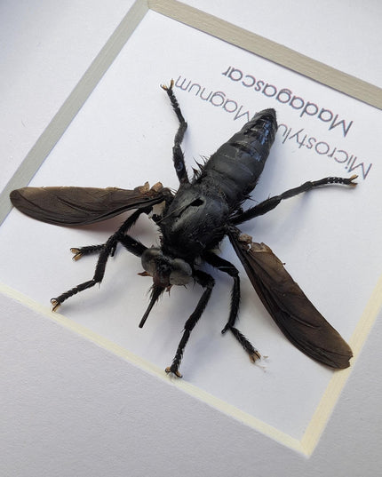 Framed giant robber fly taxidermy: madagascar insect display (4x4)