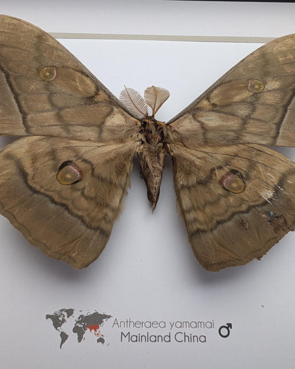 Real framed giant japanese silk moth: ethically sourced entomology art