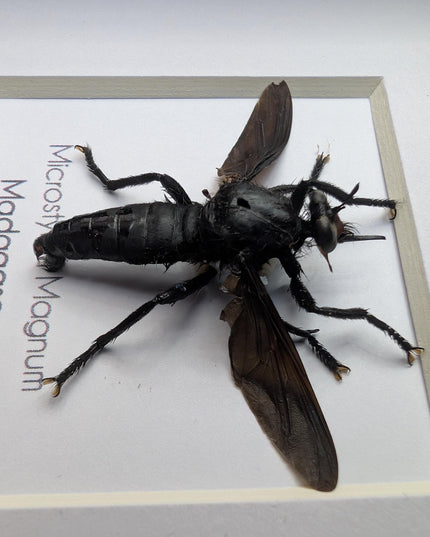 Framed giant robber fly taxidermy: madagascar insect display (4x4)