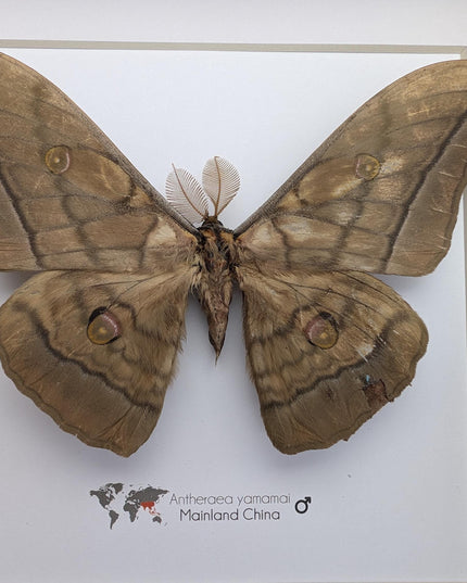 Real framed giant japanese silk moth: ethically sourced entomology art