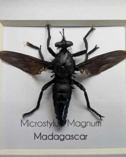 Framed giant robber fly taxidermy: madagascar insect display (4x4)