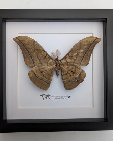 Real framed giant japanese silk moth: ethically sourced entomology art