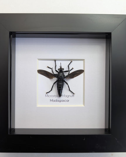 Framed giant robber fly taxidermy: madagascar insect display (4x4)