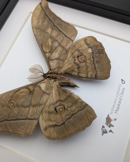 Real framed giant japanese silk moth: ethically sourced entomology art