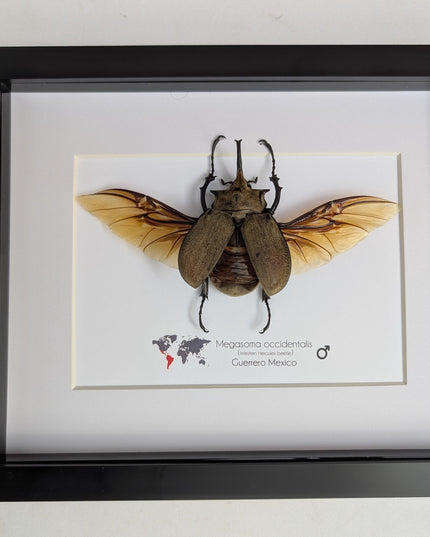 Framed western elephant beetle taxidermy: rare entomology display (10x8)