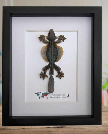 Kuhl's flying gecko taxidermy: framed nature art (8" x 10")
