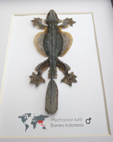 Kuhl's flying gecko taxidermy: framed nature art (8" x 10")