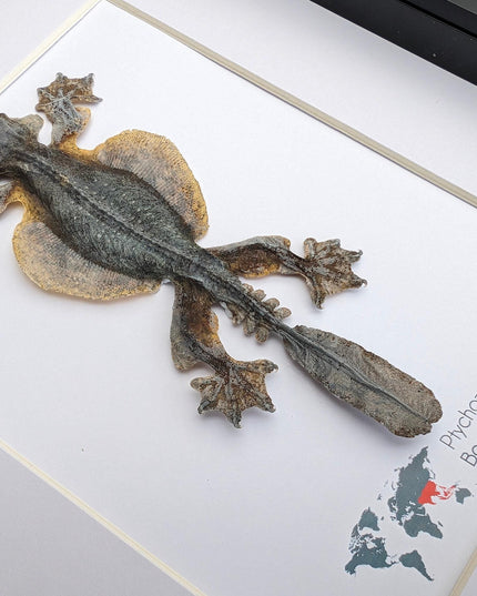 Kuhl's flying gecko taxidermy: framed nature art (8" x 10")