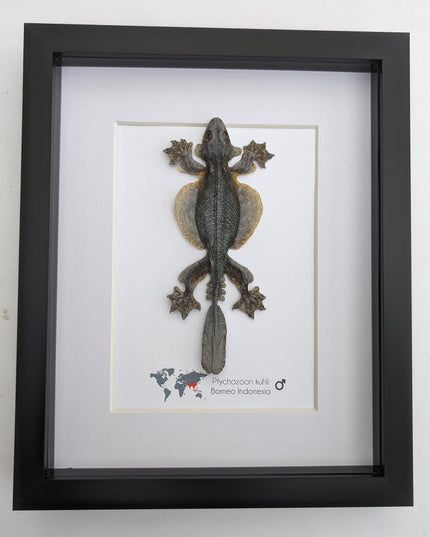 Kuhl's flying gecko taxidermy: framed nature art (8" x 10")