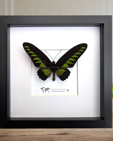 Framed rajah brooke's birdwing butterfly: black & green decor (8" x 8")