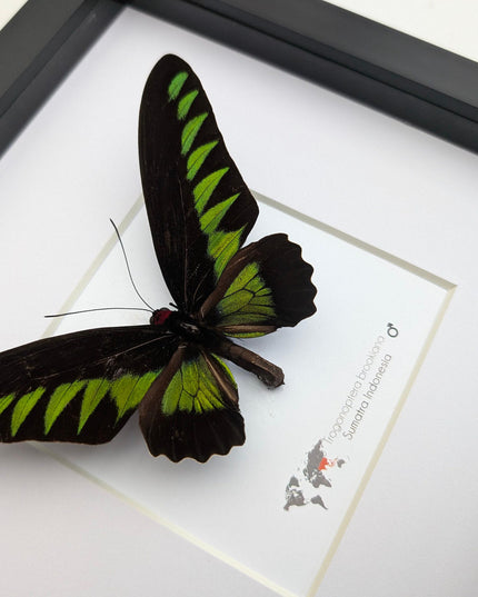 Framed rajah brooke's birdwing butterfly: black & green decor (8" x 8")