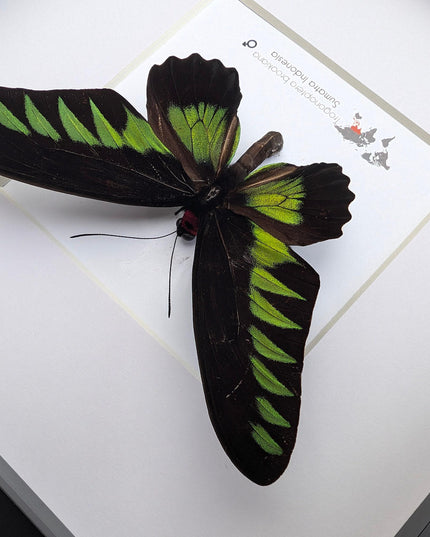 Framed rajah brooke's birdwing butterfly: black & green decor (8" x 8")