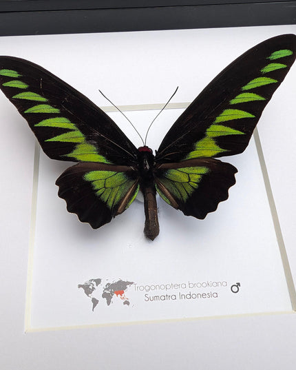 Framed rajah brooke's birdwing butterfly: black & green decor (8" x 8")