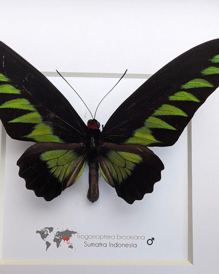 Framed rajah brooke's birdwing butterfly: black & green decor (8" x 8")