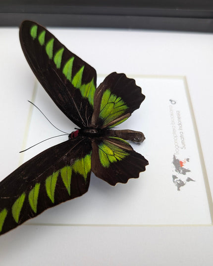 Framed rajah brooke's birdwing butterfly: black & green decor (8" x 8")