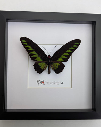 Framed rajah brooke's birdwing butterfly: black & green decor (8" x 8")