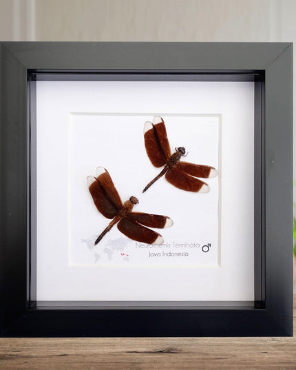 Framed Neurothemis Terminata Dragonfly Pair, Entomology Art