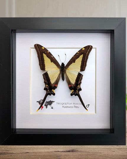 Neographium leucaspis,  taxidermy butterfly, framed butterfly, ethically sourced, nature art, bug collection, entomology gift