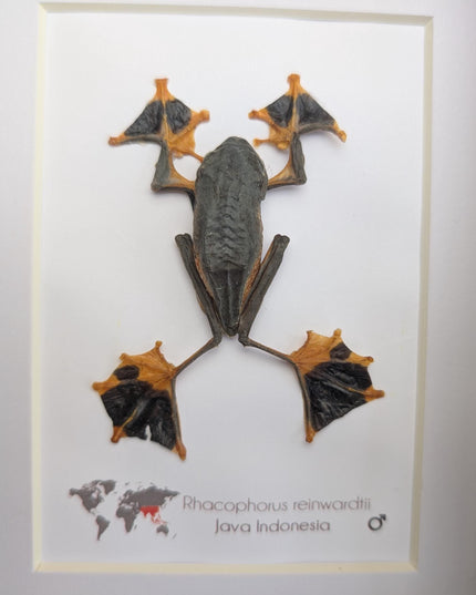 Rhacophorus reinwardtii full body, green flying tree frog, ethically sourced, taxidermy present, 5x7