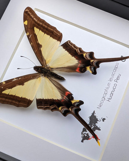 Neographium leucaspis,  taxidermy butterfly, framed butterfly, ethically sourced, nature art, bug collection, entomology gift