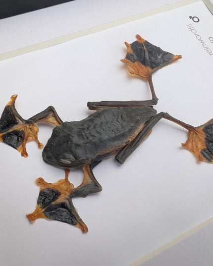 Rhacophorus reinwardtii full body, green flying tree frog, ethically sourced, taxidermy present, 5x7