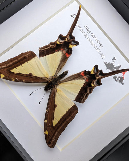 Neographium leucaspis,  taxidermy butterfly, framed butterfly, ethically sourced, nature art, bug collection, entomology gift