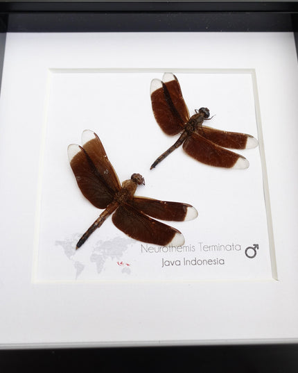 Framed Neurothemis Terminata Dragonfly Pair, Entomology Art