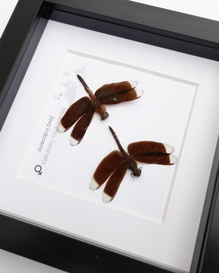 Framed Neurothemis Terminata Dragonfly Pair, Entomology Art