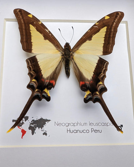 Neographium leucaspis,  taxidermy butterfly, framed butterfly, ethically sourced, nature art, bug collection, entomology gift