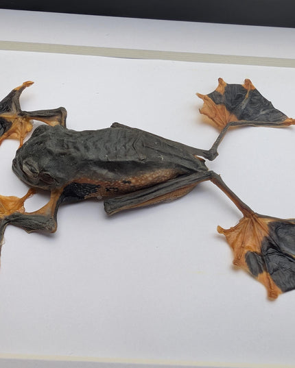 Rhacophorus reinwardtii full body, green flying tree frog, ethically sourced, taxidermy present, 5x7